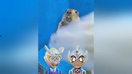 土拨鼠表演吃瓜,萌宠演绎夏日清凉