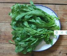 茼蒿姨吃的瓜,揭秘生活中的趣味故事