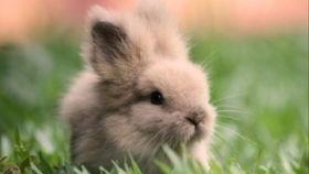 猎奇兔子吃瓜,揭秘动物界的神秘食性之谜