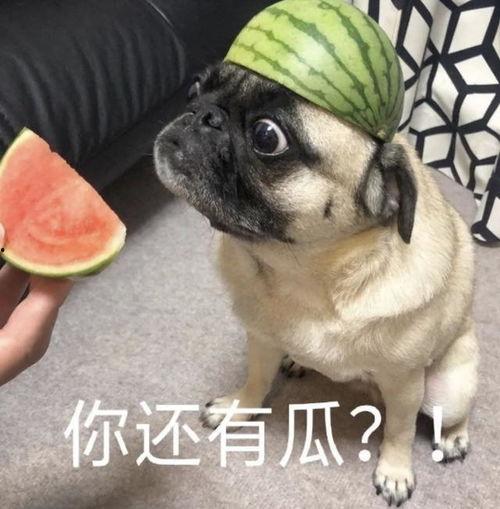 巴扎黑吃瓜表情包,网络潮流的趣味缩影