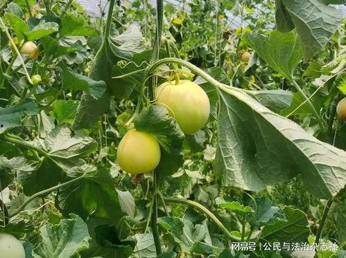 定州邢邑吃瓜,定州邢邑特色美食之旅