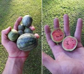 mini老师吃瓜,揭秘mini老师吃瓜背后的故事