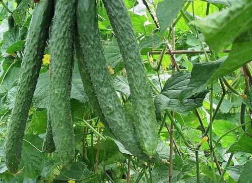 回家吃瓜,揭秘家庭温馨时光中的甜蜜与欢乐