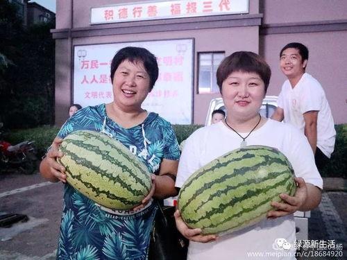 现场真实吃瓜照片,瓜果飘香，共享夏日清凉时光