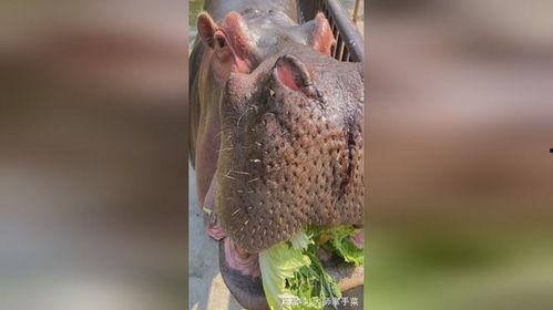 七哥吃瓜,揭秘娱乐圈幕后故事