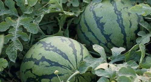 乾隆吃瓜杀瓜农正史,宫廷悲剧与民间传说