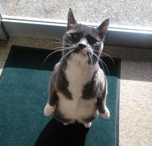 吃瓜直播什么猫,揭秘“什么猫”的神秘魅力