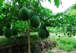 吊瓜树上的吊瓜怎么吃,吊瓜的多样食用方法揭秘