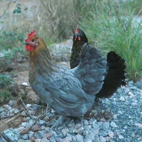 吃瓜主播猪,揭秘娱乐圈幕后真相