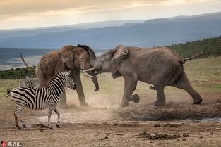 斑马吃瓜,一场奇妙的味蕾之旅