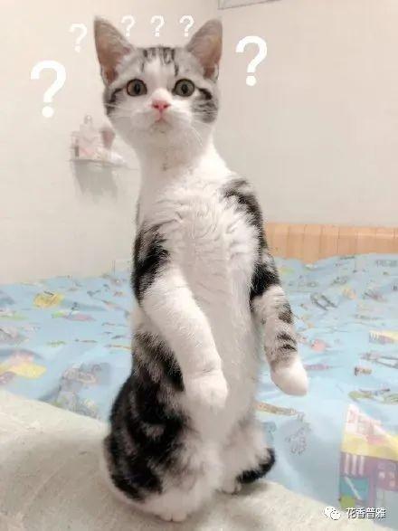 喵星人也吃瓜,揭秘猫咪的“瓜趣”生活